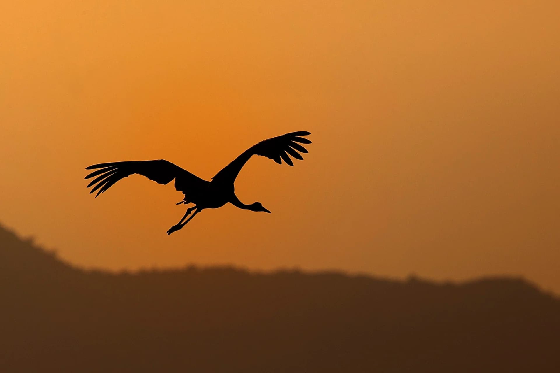 Birdwatching near Jawai Reservoir wetlands with naturalists